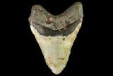 Fossil Megalodon Tooth - North Carolina #109734-2